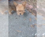 Puppy Puppy 1 Yorkshire Terrier