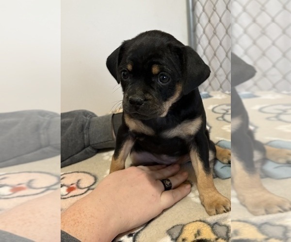 Medium Photo #2 Carlin Pinscher Puppy For Sale in COBB, WI, USA