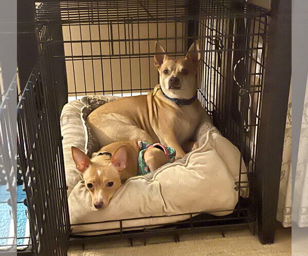 Medium Photo #7 Chihuahua Puppy For Sale in Arlington, VA, USA