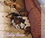 Small #4 Dachshund