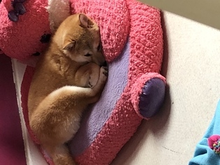 Shiba Inu Puppy for sale in DEPEW, NY, USA