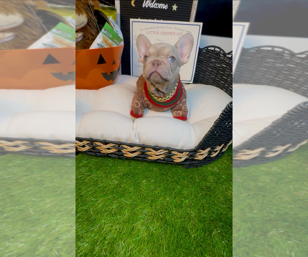 Medium Photo #11 French Bulldog Puppy For Sale in ATHENS, GA, USA
