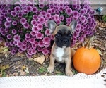 Puppy Fawn Female French Bulldog