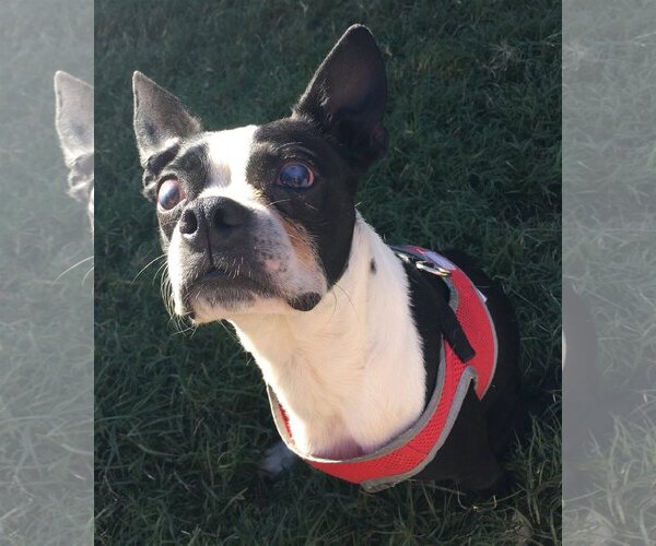 Medium Photo #3 Boston Terrier Puppy For Sale in Little Elm, TX, USA