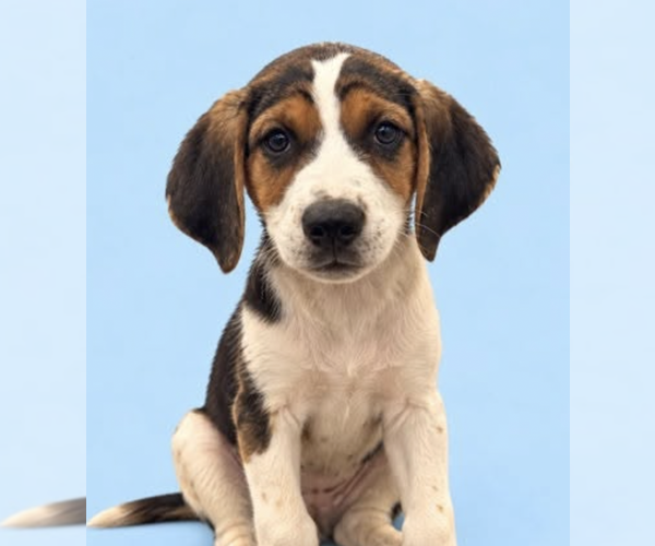 Medium Photo #3 Mutt Puppy For Sale in Brooklyn, NY, USA