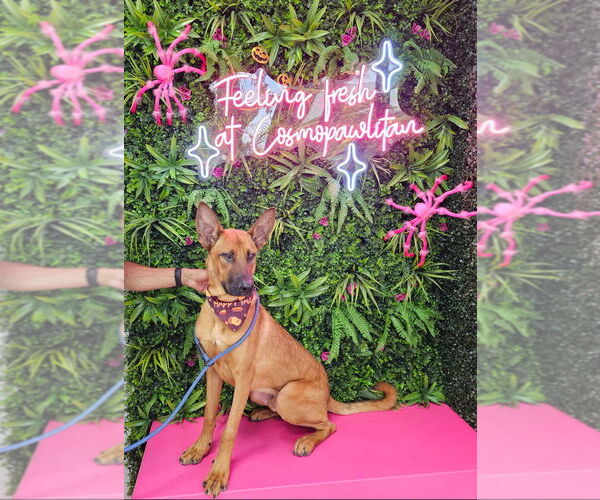 Medium Photo #1 Mutt Puppy For Sale in Dana Point, CA, USA