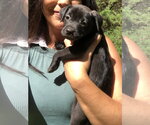 Small #25 Labrador Retriever
