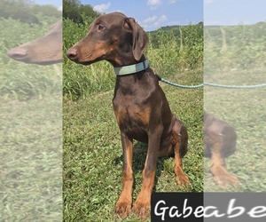 Doberman Pinscher Puppy for sale in POMEROY, OH, USA