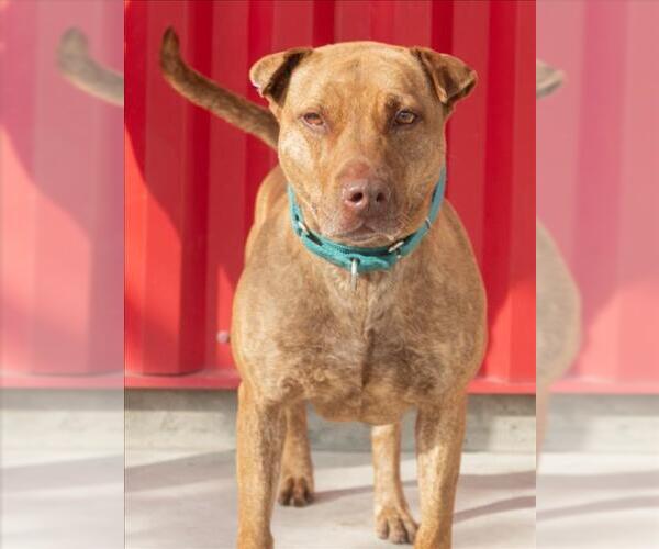 Medium Photo #1 Mutt Puppy For Sale in Tracy, CA, USA