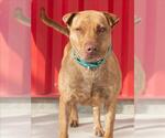 CHOLULA - Female Mutt Dog for Adoption - Small photo
