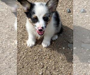 Aussie-Corgi Puppy for sale in BRIGGSDALE, CO, USA