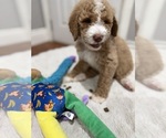 Small #4 Goldendoodle-Poodle (Standard) Mix