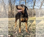 Small Photo #7 Doberman Pinscher Puppy For Sale in NEWTON, NC, USA