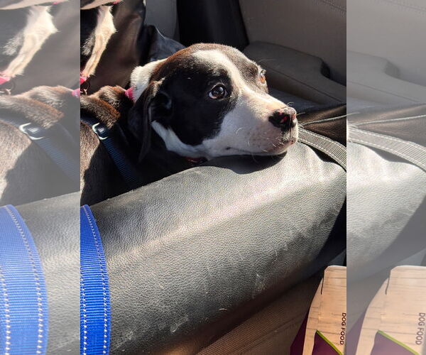 Medium Photo #2 American Staffordshire Terrier-Boxer Mix Puppy For Sale in Holly Springs, NC, USA