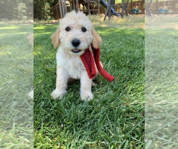 Medium Photo #1 Labradoodle Puppy For Sale in DURHAM, CA, USA