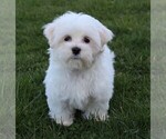 Small Photo #3 Maltese Puppy For Sale in ROCK STREAM, NY, USA