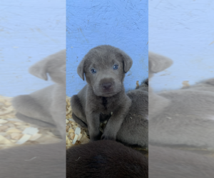 Labrador Retriever Puppy for sale in VALLEY CITY, OH, USA