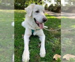 Small #9 Great Pyrenees