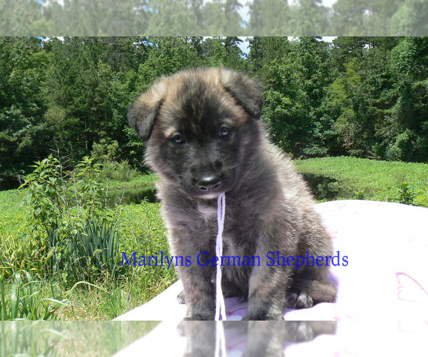 Medium Photo #2 German Shepherd Dog Puppy For Sale in PIEDMONT, MO, USA