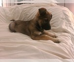 Small #2 German Shepherd Dog
