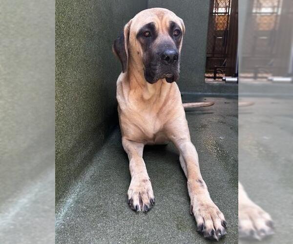 Medium Photo #1 Mastiff Puppy For Sale in Downey, CA, USA