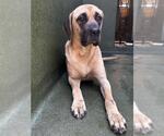 Small Mastiff