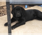 Small Photo #5 Labrador Retriever Puppy For Sale in JURUPA VALLEY, CA, USA