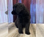 Small Photo #6 Labradoodle Puppy For Sale in Lake Elsinore, CA, USA