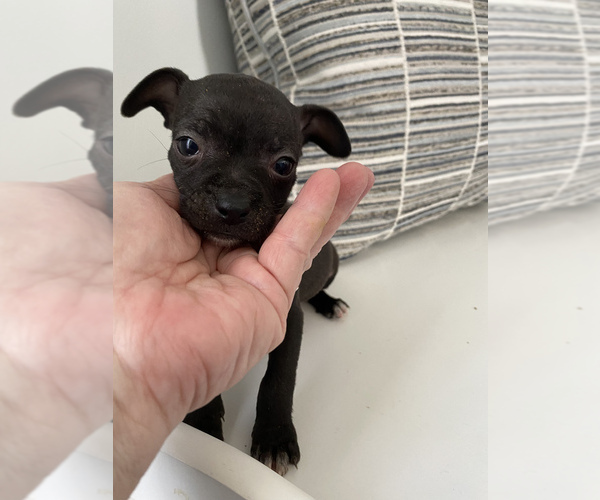 Medium Photo #1 Chihuahua Puppy For Sale in LEWIS CENTER, OH, USA