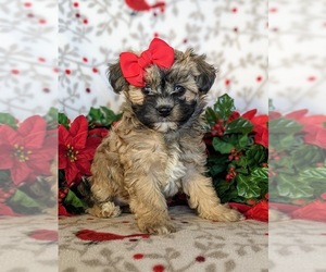 Bichpoo-Maltese Mix Puppy for sale in NOTTINGHAM, PA, USA