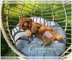 Small Photo #8 Poodle (Toy) Puppy For Sale in NIANGUA, MO, USA