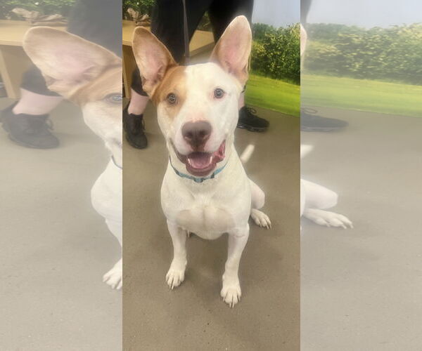 Medium Photo #4 Staffordshire Bull Terrier-Unknown Mix Puppy For Sale in Munford, TN, USA