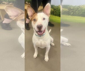 Ozzy - Male Staffordshire Bull Terrier-Unknown Mix Dog for Adoption - Photo #4
