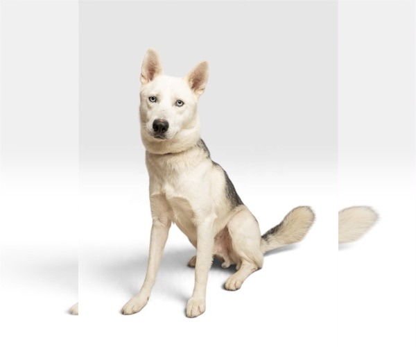 Medium Photo #1 Siberian Husky-Unknown Mix Puppy For Sale in Rowlett, TX, USA