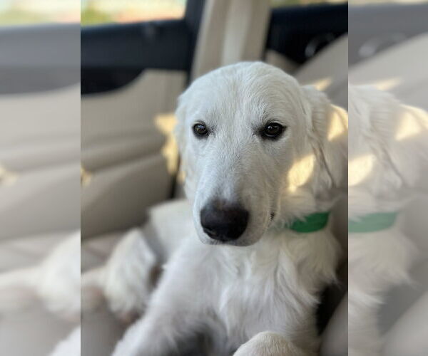 Medium Photo #3 Great Pyrenees Puppy For Sale in Dallas, TX, USA