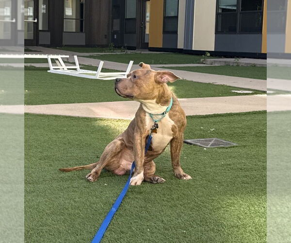 Medium Photo #2 Mutt Puppy For Sale in Minneapolis, MN, USA