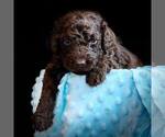 Small Photo #2 Labradoodle Puppy For Sale in THE VILLAGES, FL, USA