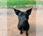 Small #2 Chinese Shar-Pei-Labrador Retriever Mix