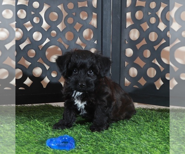 Medium Photo #3 Yorkiepoo mix (+ Poodle Toy) Puppy For Sale in MOUNT VERNON, OH, USA
