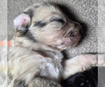 Small #1 Irish Wolfhound-Poodle (Standard) Mix