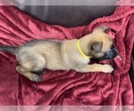 Small Photo #75 Belgian Malinois Puppy For Sale in REESEVILLE, WI, USA