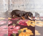 Small #4 Dachshund