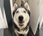 Small #1 Siberian Husky