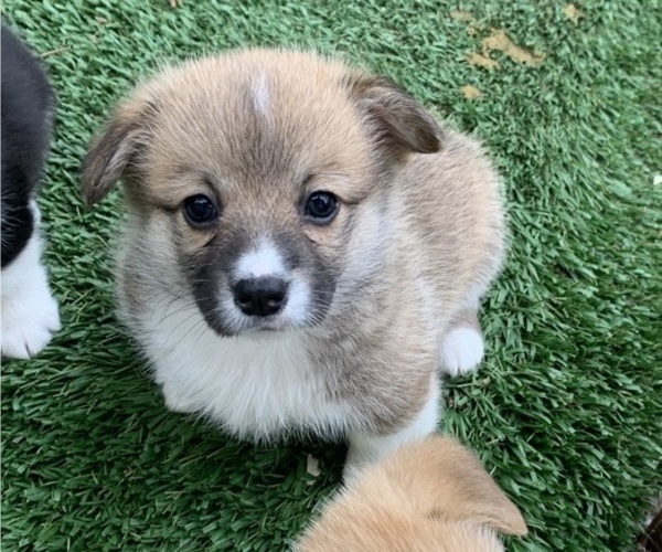 Medium Photo #5 Pembroke Welsh Corgi Puppy For Sale in BURLESON, TX, USA