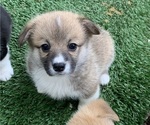Small #4 Pembroke Welsh Corgi