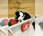 Small Photo #10 Miniature Australian Shepherd-Poodle (Toy) Mix Puppy For Sale in HAMILTON, MI, USA
