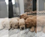 Small #2 Golden Retriever
