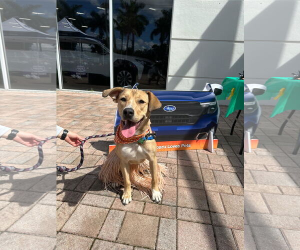 Medium Photo #5 Mutt Puppy For Sale in Pompano Beach , FL, USA