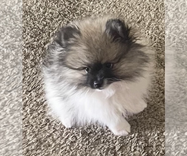Medium Photo #2 Pomeranian Puppy For Sale in HARRISVILLE, MI, USA