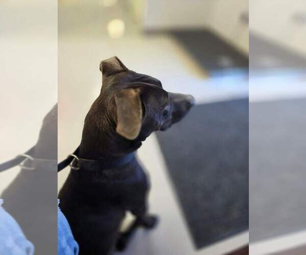 Medium Photo #4 Labrador Retriever-Unknown Mix Puppy For Sale in Oak Bluffs, MA, USA
